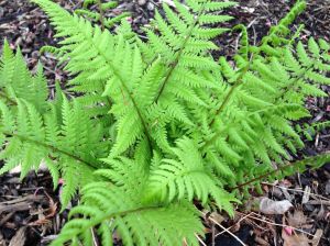 fern