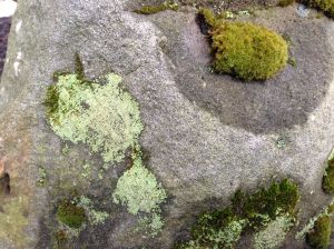 lichen