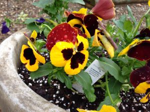 pansies2