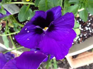 pansy1