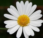 white-daisy
