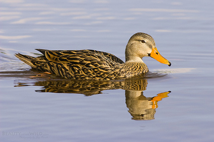 mottled_duck_sim_1