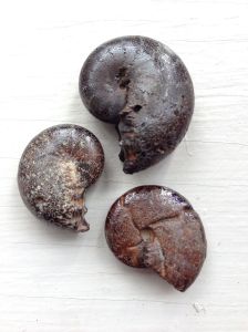 ammonites