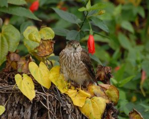 800px-Accipiter_striatus_Juvenile