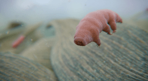 Cosmos2.7boilingicespace