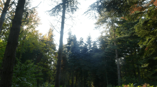 Screen Shot 2015-01-10 at 7.53.29 AM