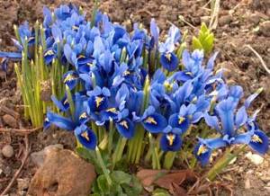 Dwarf-Iris