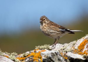 Female-linnet