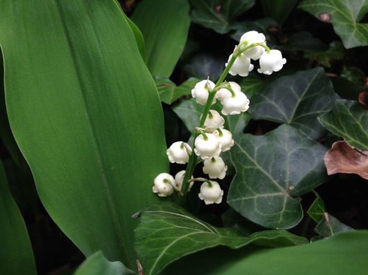 LilyoftheValley