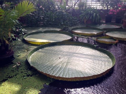 lilypads3