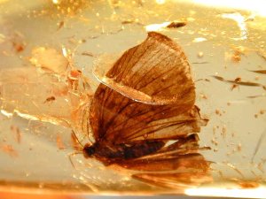 amber-inclusions-butterfly
