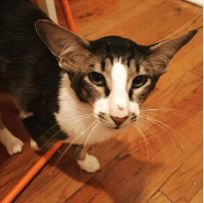 Screen Shot 2016-01-31 at 5.06.18 PM