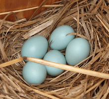 220px-Bluebird_eggs