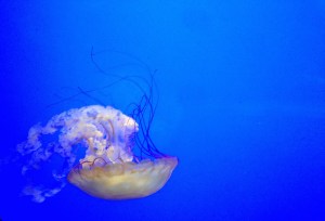 jellyfish