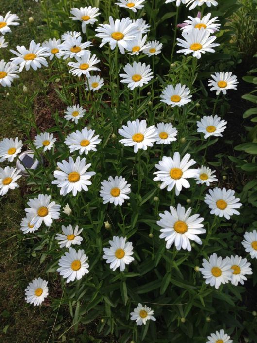 daisies